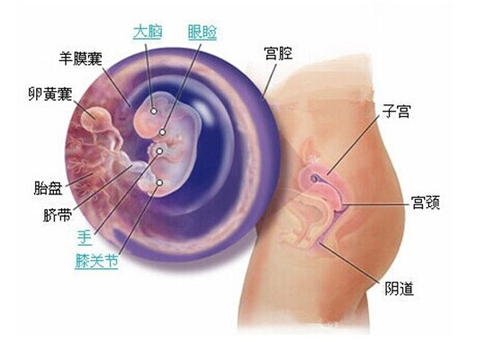 孕8周胎儿发育图