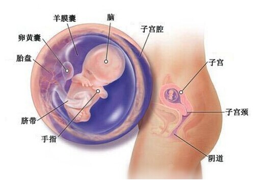 孕10周胎儿发育图