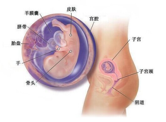 孕11周胎儿发育图