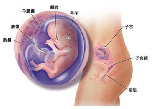 孕12周胎儿发育图
