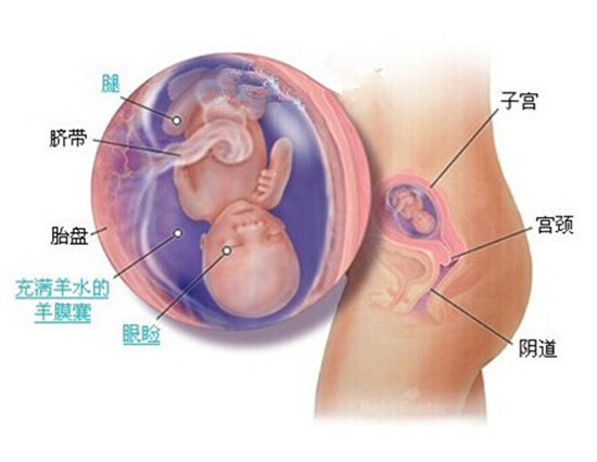 孕15周胎儿发育图
