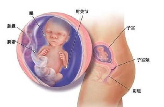怀孕第17周胎儿发育