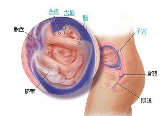 孕19周胎儿发育图