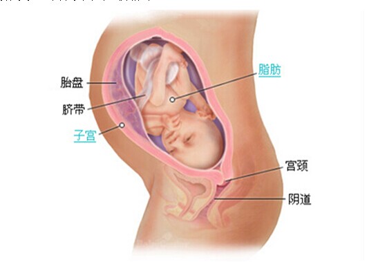 孕31周胎儿发育图