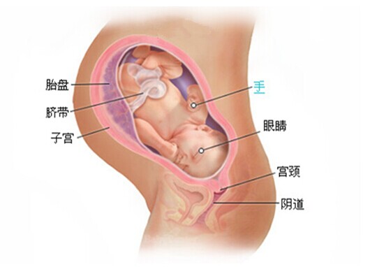 孕38胎儿发育图
