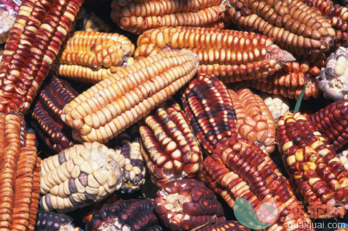 饮食,摄影,户外,多色的,玉米_200386615-001_Maize cobs, full frame_创意图片_Getty Images China