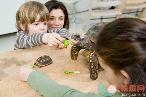 幼儿园中班美术活动：《小乌龟》