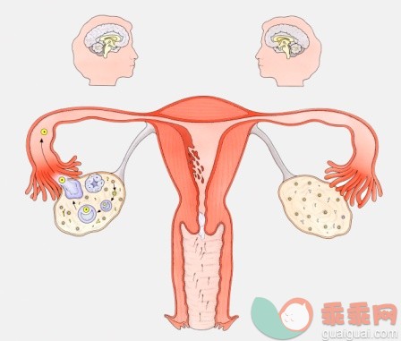 卵巢容易出现哪些问题？