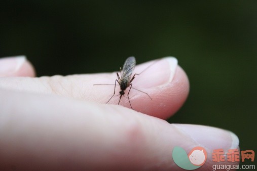夏天“蚊”多多，孕妇可以用蚊香吗？
