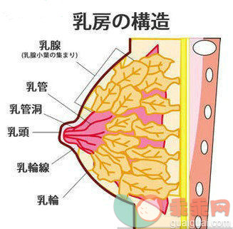 自测胸型 从A到H罩杯的即视感