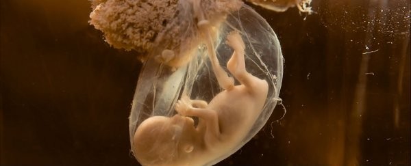 人类胚胎究竟是如何分化的？