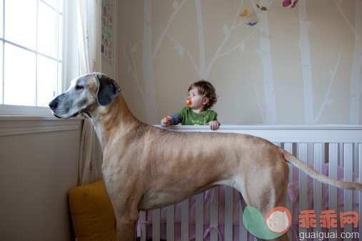 人,婴儿服装,12到17个月,室内,棕色头发_157492431_Great Dane and Baby in Crib_创意图片_Getty Images China