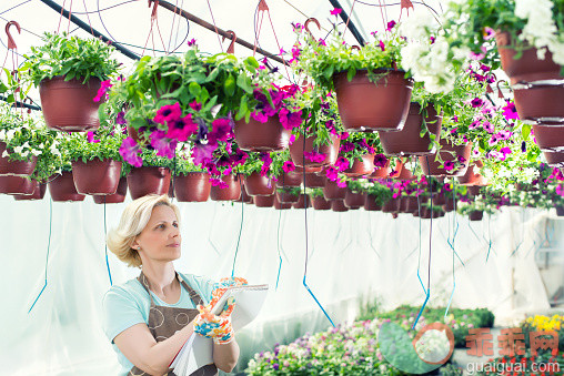 人,活动,花盆,农业,自然_474183554_Female Florist Working At Greenhouse._创意图片_Getty Images China