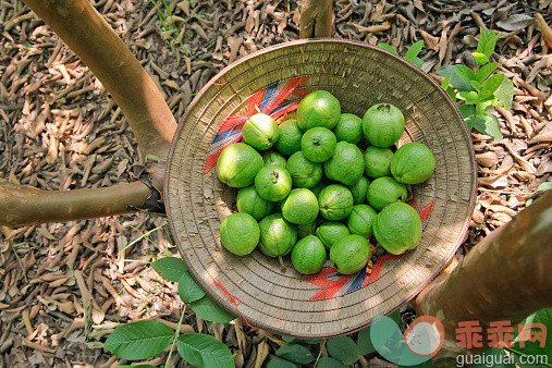 食品,农业,户外,农场,水果_534319231_Hand-picked guava fruit, Vietnam_创意图片_Getty Images China