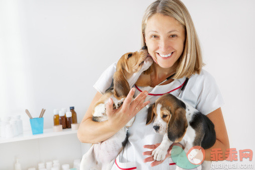 人,制服,工业,健康保健,室内_168247124_Young Female Veterinarian Embracing Cute Little Puppies, Beagles_创意图片_Getty Images China