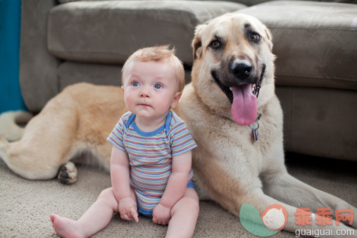 人,休闲装,沙发,T恤,室内_145652760_Baby boy sitting near his dog in living room._创意图片_Getty Images China