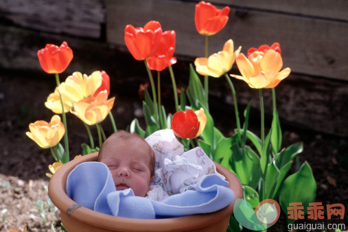 人,花盆,生活方式,户外,陶器_129243380_Baby in flower pot_创意图片_Getty Images China