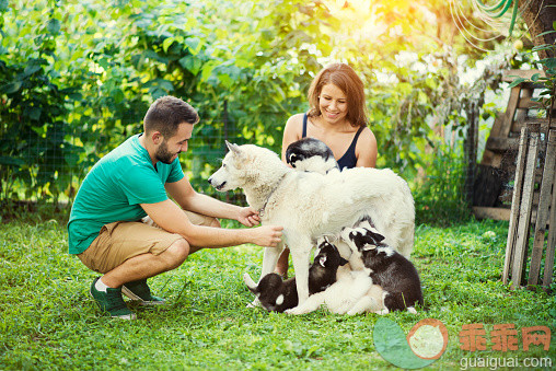 太阳,饮料,生活方式,自然,户外_477778718_Cheerful Young Couple Helping Mother Samoyed to Feed her Babies_创意图片_Getty Images China