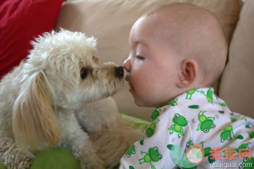 人,婴儿服装,室内,白人,家畜_145793417_Dog kiss_创意图片_Getty Images China