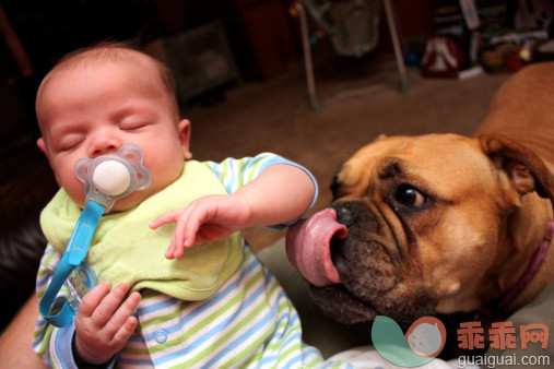 人,婴儿服装,室内,白人,睡觉_137954389_Sleeping baby and dog_创意图片_Getty Images China