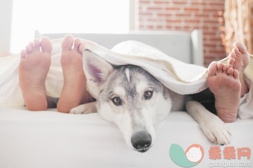 人,住宅内部,床,室内,公寓_505331535_Portrait of husky dog in bed between young couples feet_创意图片_Getty Images China