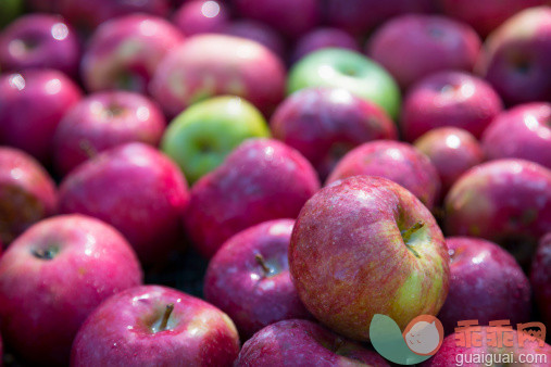 食品,户外,收获,红色,水果_481352295_Harvest of Apples_创意图片_Getty Images China