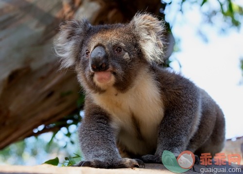 旅行,野生动物,动物,熊,树袋熊_gic16128111_Koala Bear_创意图片_Getty Images China