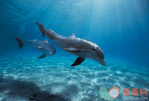 环境,野生动物,户外,水下,游泳_88386867_Mother and calf: Bottlenose Dolphins_创意图片_Getty Images China