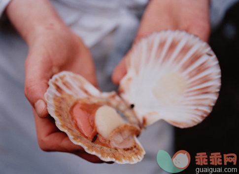 摄影,Y50701,手,户外,精制贝类_6244-000077_Hands Hold Open Scallop Shell_创意图片_Getty Images China