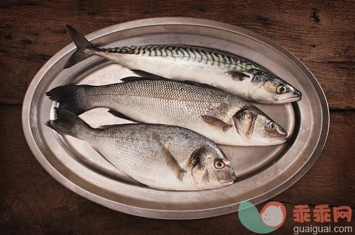 海产,盘子,鱼类,摄影,_523715543_fresh mackerel seabass snapper on metal platter_创意图片_Getty Images China