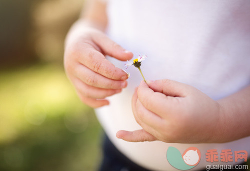 人,婴儿服装,12到17个月,户外,中间部分_484453065_Detail Shot of Toddler Hands pulling Daisy Petals_创意图片_Getty Images China