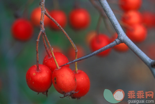 饮食,户外,红色,水果,枝_105774373_Hawthorn berries on Manitoulin Island, Ontario, Canada_创意图片_Getty Images China