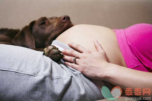 人,室内,腰部以下,怀孕,档案_gic16785938_Pregnant Woman with Dog_创意图片_Getty Images China