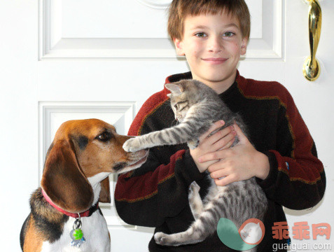 人,家庭,嬉戏的,狗,猫_504592591_A Boy's Pets_创意图片_Getty Images China