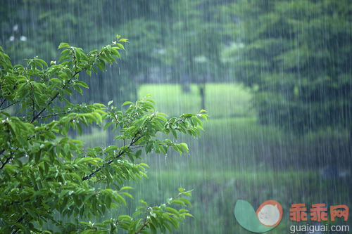 树,雨,户外,自然,_gic12278554_Yuseong-gu,Daejeon,Korea_创意图片_Getty Images China